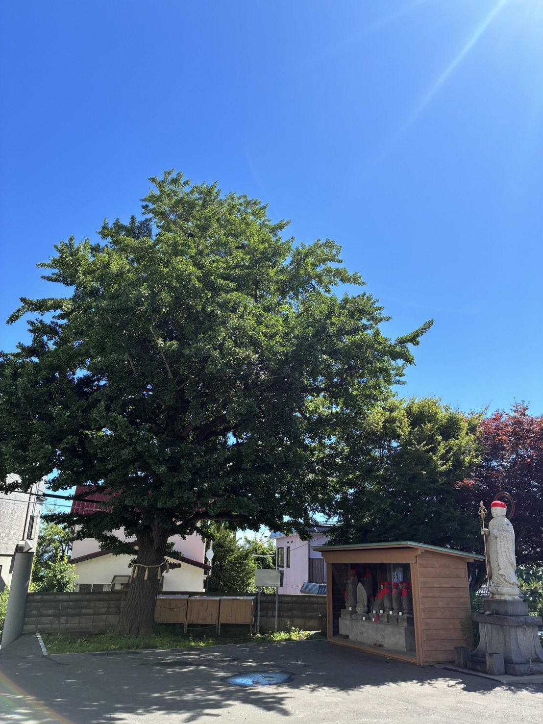 長昌寺 夫婦銀杏(北海道記念保護樹木)